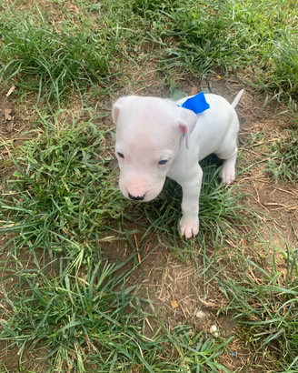 cuccioli dogo argentino 