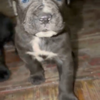 Cane corso