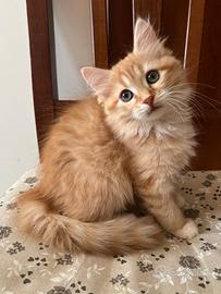 Gatti Siberiani Red