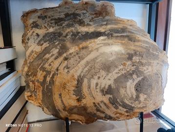 Legno Fossile