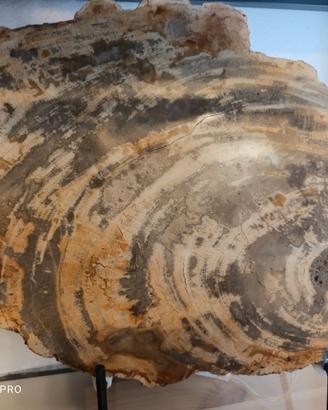Legno Fossile
