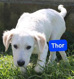 CUCCIOLI 5 MESI taglia media