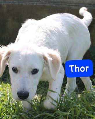 CUCCIOLI 5 MESI taglia media