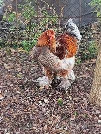 Gallo Brahma