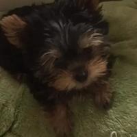 Cuccioli di yorkshire