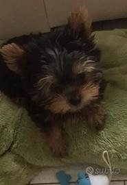 Cuccioli di yorkshire