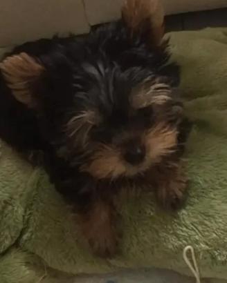 Cuccioli di yorkshire