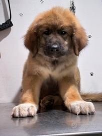 Splendidi cuccioli di Pastore del Caucaso