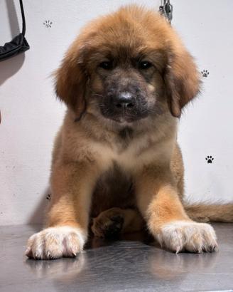 Splendidi cuccioli di Pastore del Caucaso