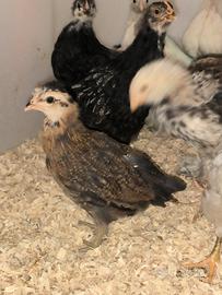 Pulcini razza Araucana inglese