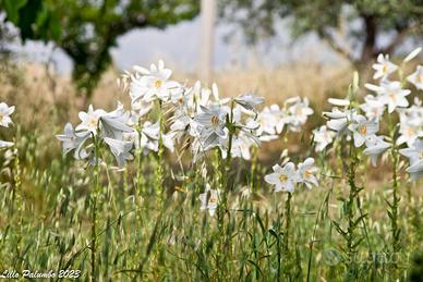 Bulbi di giglio di Sant'Antonio Lilium Candidum