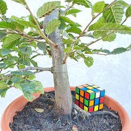 Bonsai prebonsai carpino