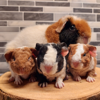 Cuccioli porcellino d'india cavia us teddy