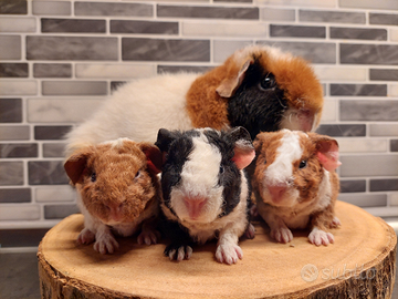 Cuccioli porcellino d'india cavia us teddy
