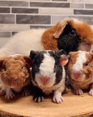 Cuccioli porcellino d'india cavia us teddy