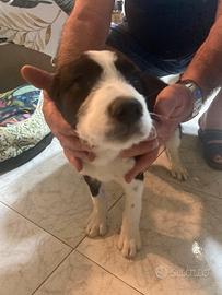 Cane incrocio con maremmano