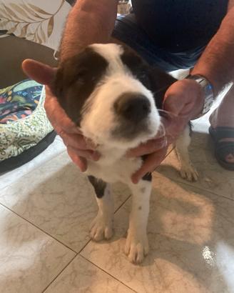 Cane incrocio con maremmano