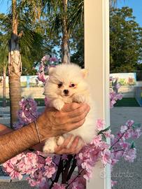 Spitz