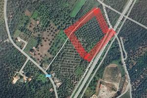 Terreno agricolo uliveto