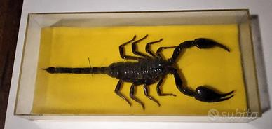 Scorpione nero gigante Malesia cm20x7