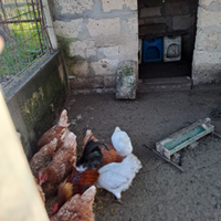 Galline