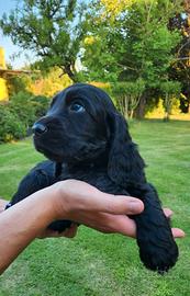 Cuccioli di cocker