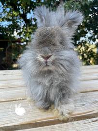 Cucciolo coniglio Angora