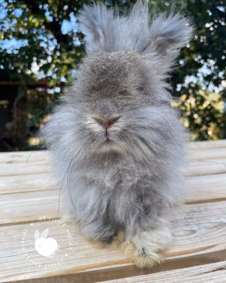 Cucciolo coniglio Angora