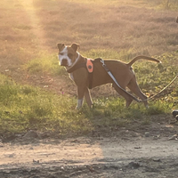 Amstaff esemplare perfetto