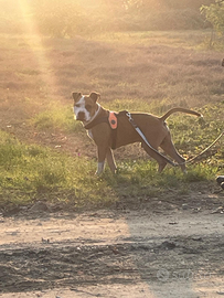 Amstaff esemplare perfetto