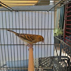 Canarino maschio portoghese