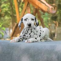 Cucciolo di Dalmata Bianco e Nero