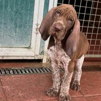 Bracco Italiano cuccioli