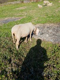 Pecore con e senza agnelli