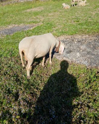 Pecore con e senza agnelli