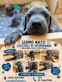 Cuccioli di Weimaraner disponibili a Laives (Bolza