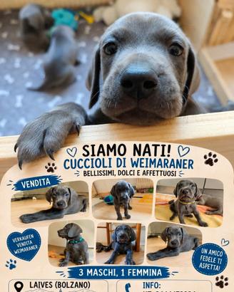 Cuccioli di Weimaraner disponibili a Laives (Bolza