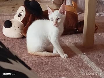 Gattina occhi azzurri