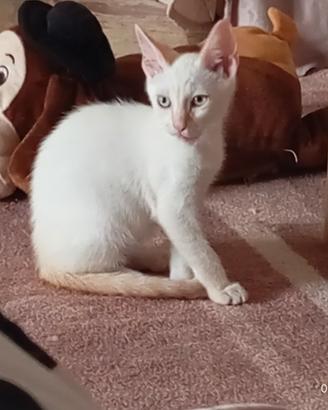Gattina occhi azzurri