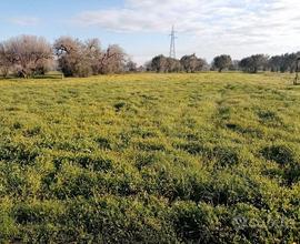 Terreno agricolo