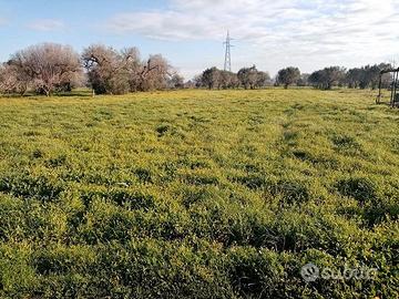 Terreno agricolo