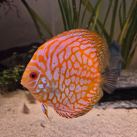Svendita discus e 1 scalare