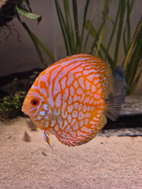 Svendita discus e 1 scalare