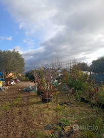 Terreno Agricolo