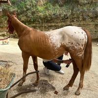 Cavallo appaloosa