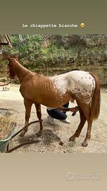 Cavallo appaloosa