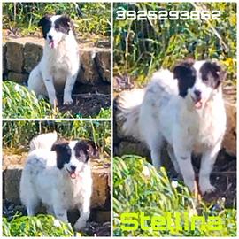 Questa dolce cagnolina è ancora senza casa