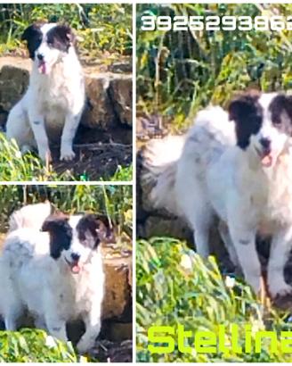 Questa dolce cagnolina è ancora senza casa