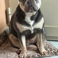 Bulldog francese