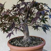 Pre bonsai acero rosso giapponese